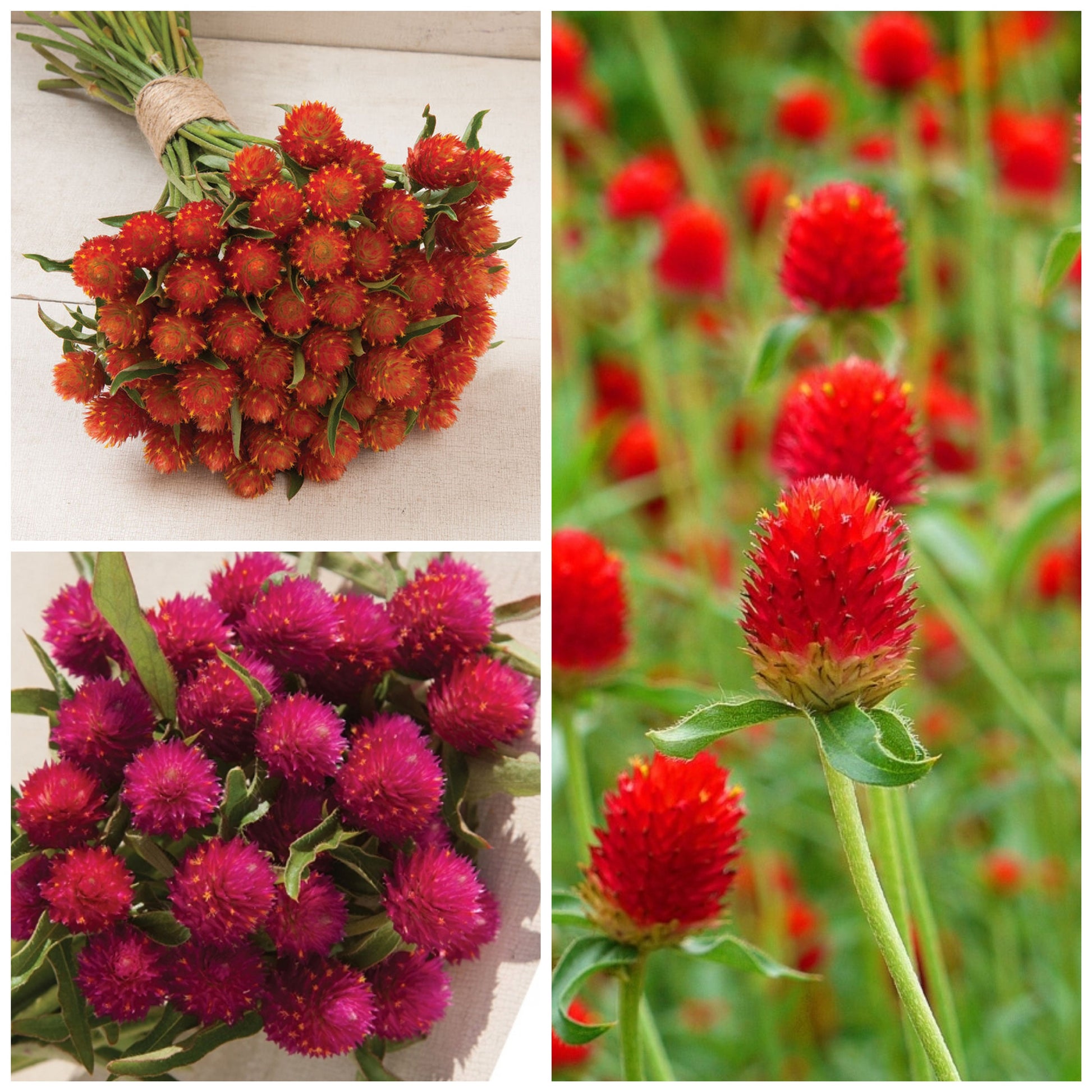 Gomphrena Variety: Orange, Carmine, Strawberry fields (40+ seeds for each variety ×3)