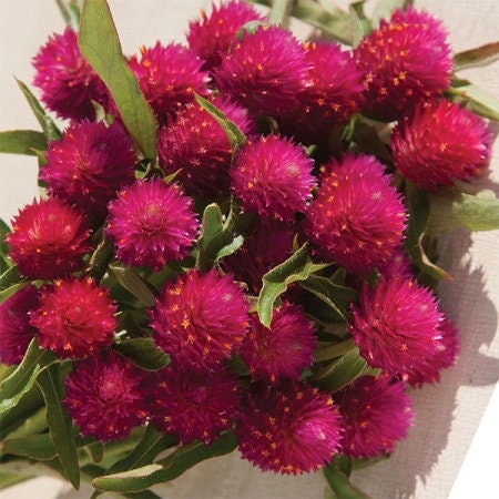 Gomphrena Variety: Orange, Carmine, Strawberry fields (40+ seeds for each variety ×3)