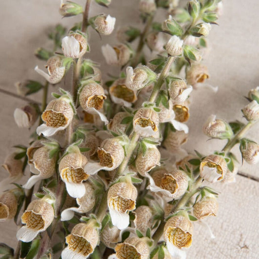 Cafe Creme Digitalis seeds