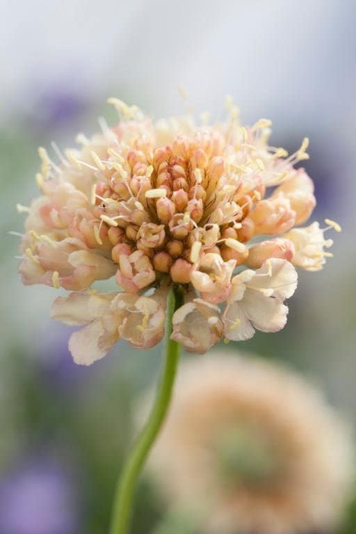 scabiosa flower seeds 30 Scabiosa Fata Morgana seeds – GardeningTreasures