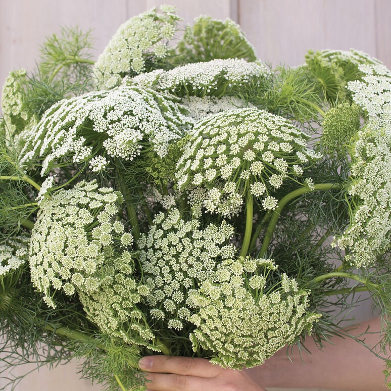 Queen Anne's Lace Variety: Dara Daucus, White Dill, Green Mist (50+ seeds for each variety x3)