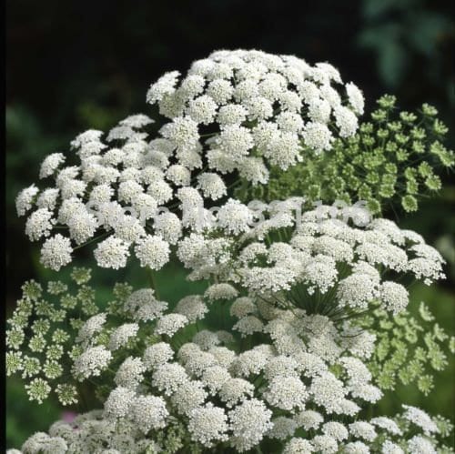 Queen Anne's Lace Variety: Dara Daucus, White Dill, Green Mist (50+ seeds for each variety x3)