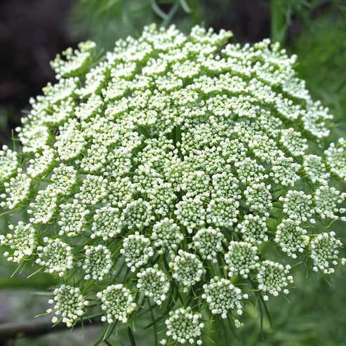 Queen Anne's Lace Variety: Dara Daucus, White Dill, Green Mist (50+ seeds for each variety x3)
