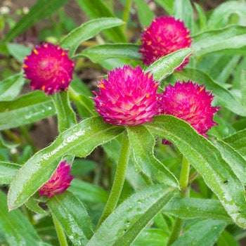 Gomphrena Variety: Orange, Carmine, Strawberry fields (40+ seeds for each variety ×3)