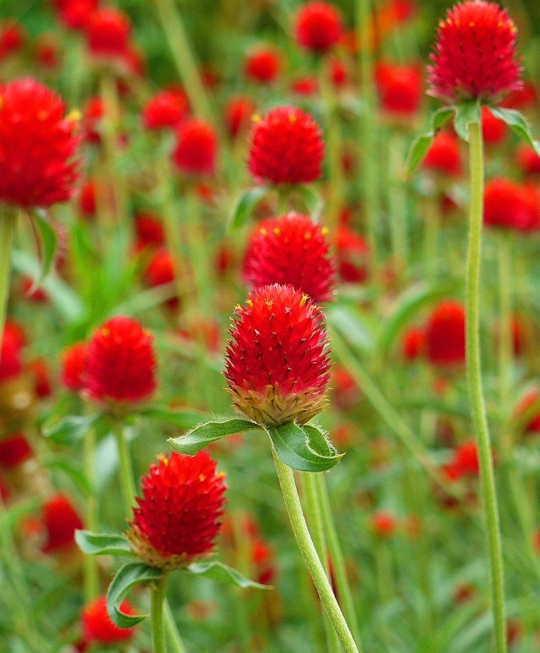 Gomphrena Variety: Orange, Carmine, Strawberry fields (40+ seeds for each variety ×3)