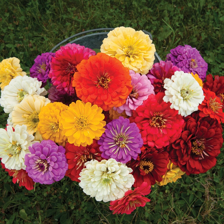 Zinnia Giant Dahlia Flowered Mix seeds