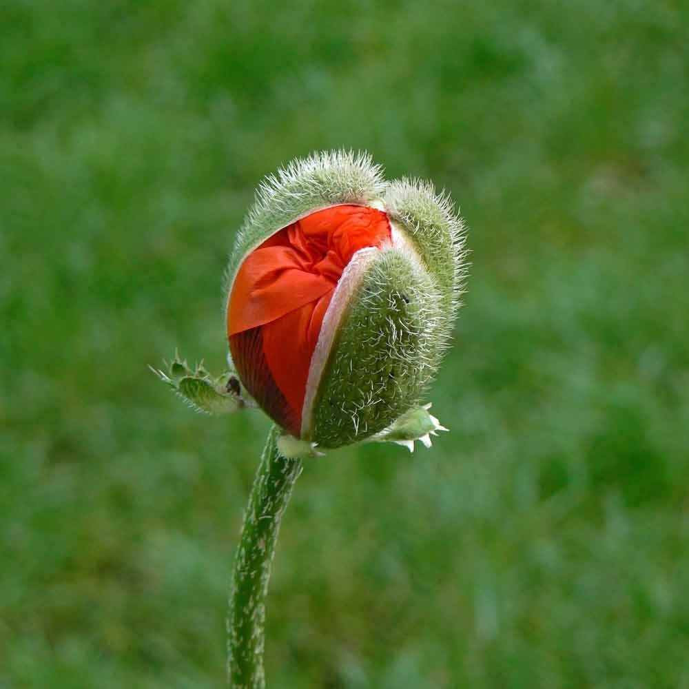 Red American Legion corn Poppy seeds