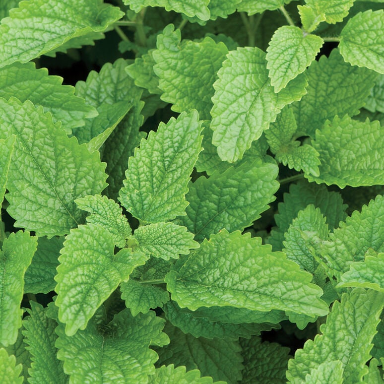 lemon balm seeds planting 300+ Lemon Balm seeds – GardeningTreasures