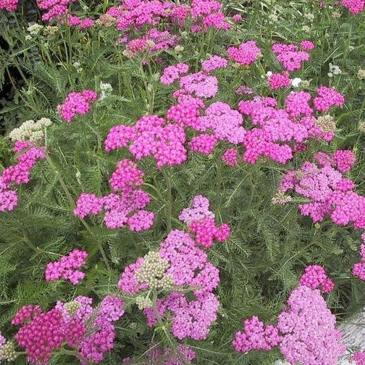 50+ Yarrow Cerise Queen seeds