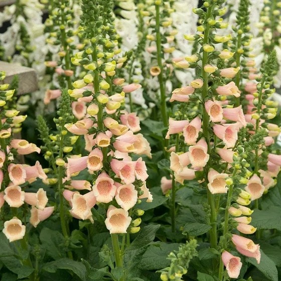 Apricot Beauty Digitalis seeds