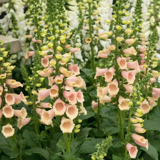 Apricot Beauty Digitalis seeds