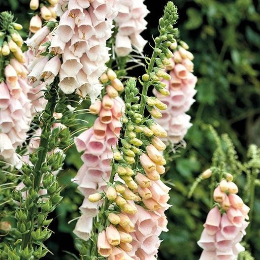 Apricot Beauty Digitalis seeds