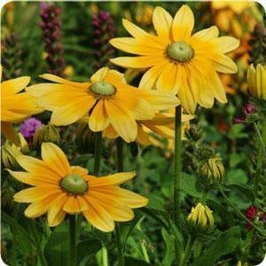 Rudbeckia Irish Eyes seeds