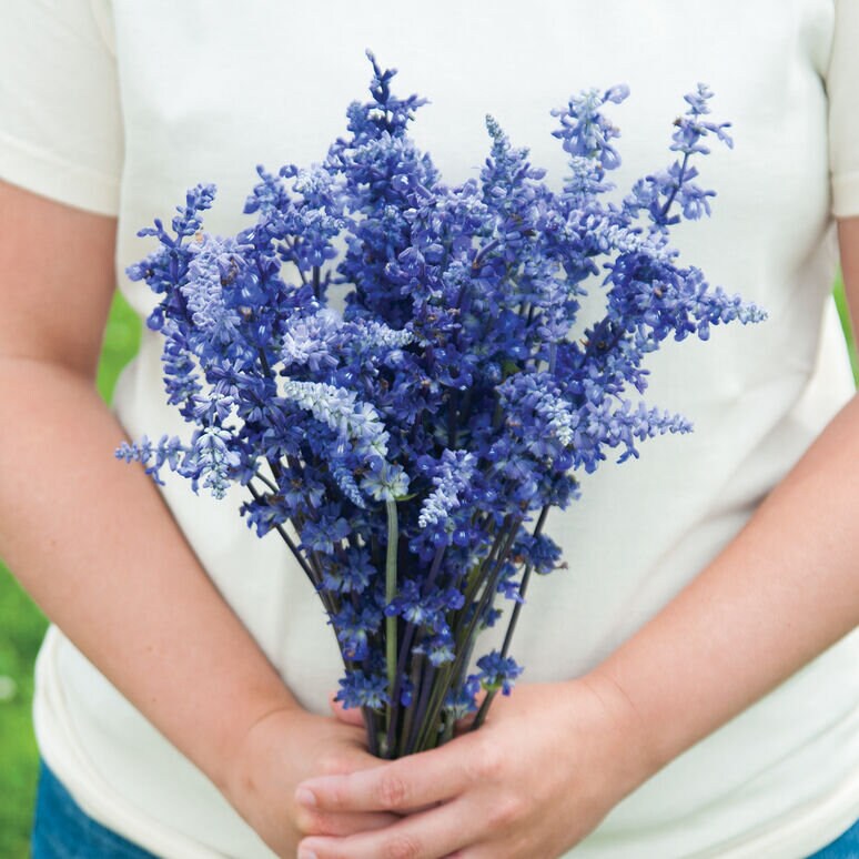 Victoria Blue Salvia seeds
