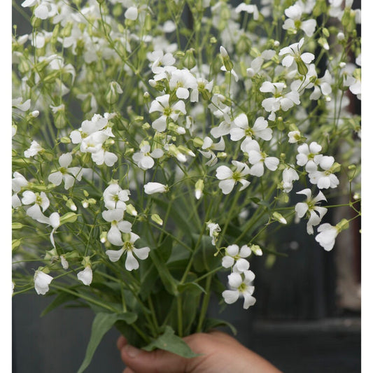 Saponaria White Beauty seeds