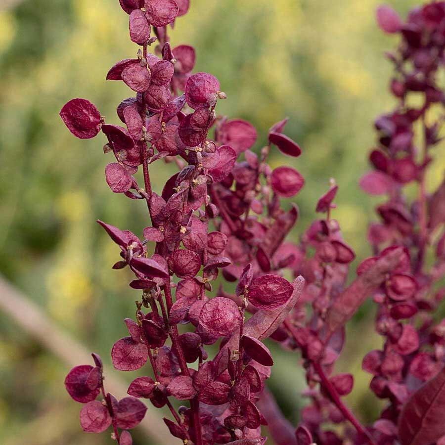 Orach/Atriplex Red Plume
