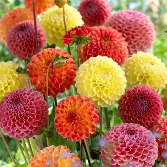 Pompon Dahlia Mix seeds