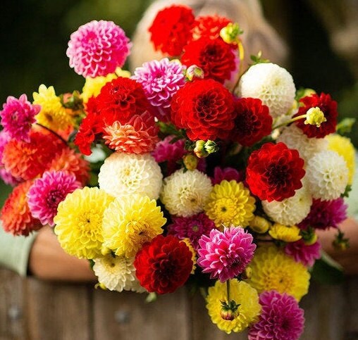 Pompon Dahlia Mix seeds