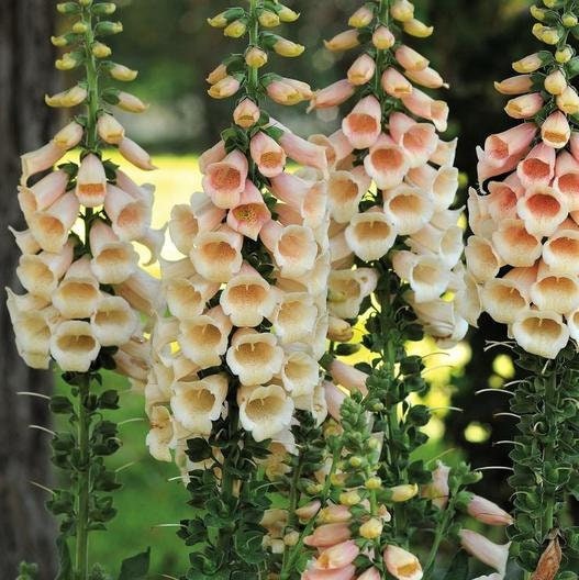 Apricot Beauty Digitalis seeds