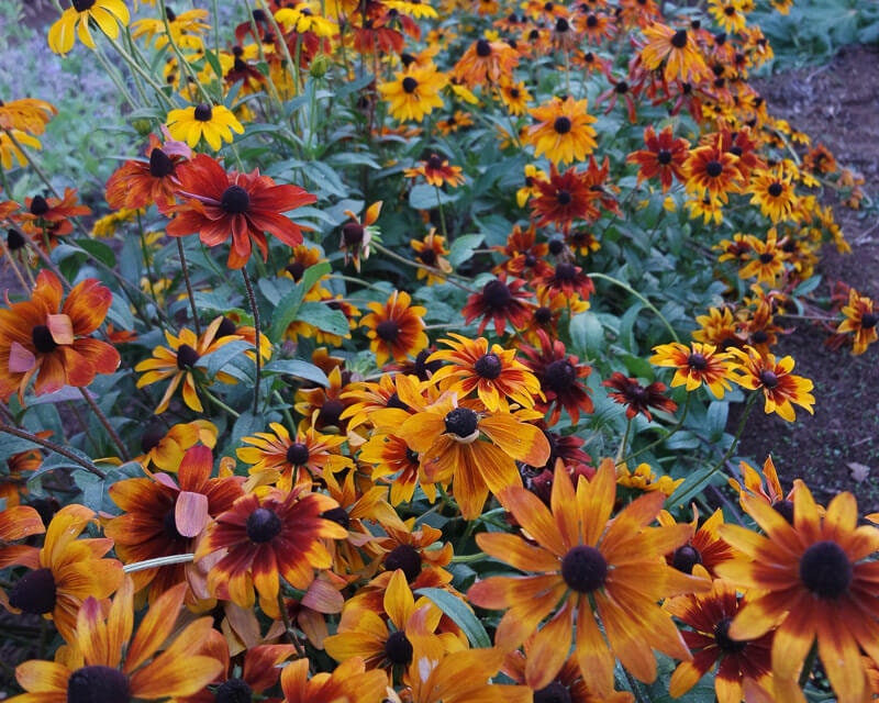 Rudbeckia Rustic mix seeds