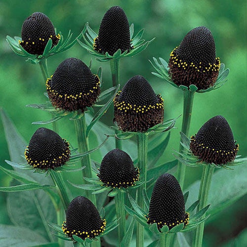 Rudbeckia Green Wizard seeds