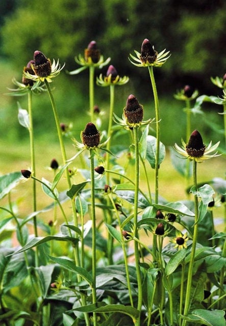 Rudbeckia Green Wizard seeds
