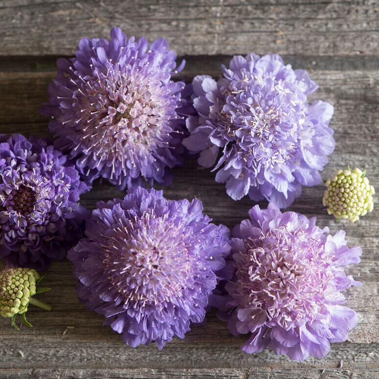 Scabiosa Oxford Blue seeds