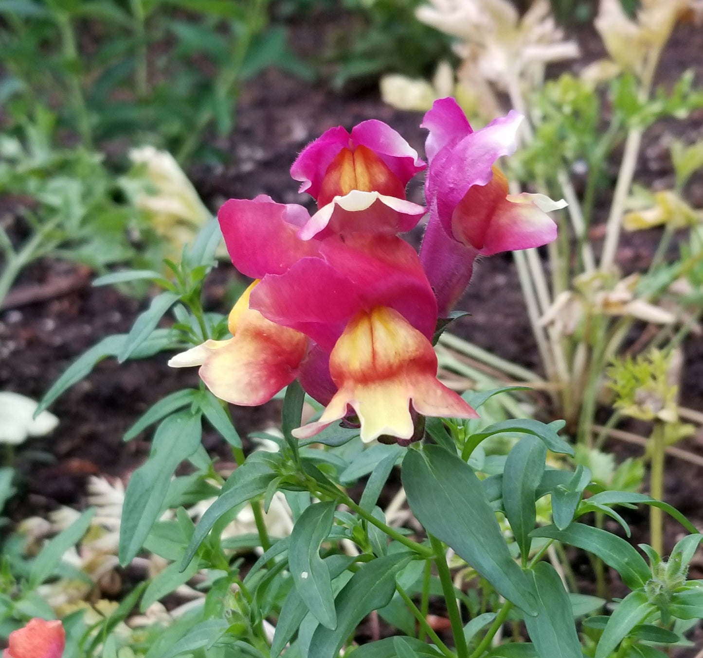 Snapdragon Brighton Rock seeds