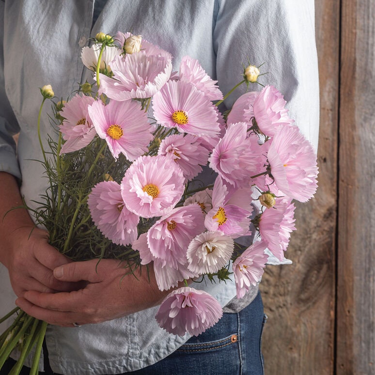Cosmos Cupcakes Blush seeds