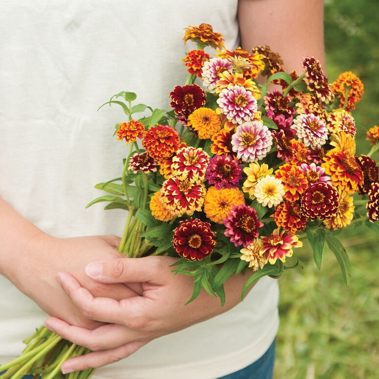 Zinnia Variety: Giant Coral, Giant Buttercream, Green Envy, Jazzy Mix (40 seeds for each variety x4)