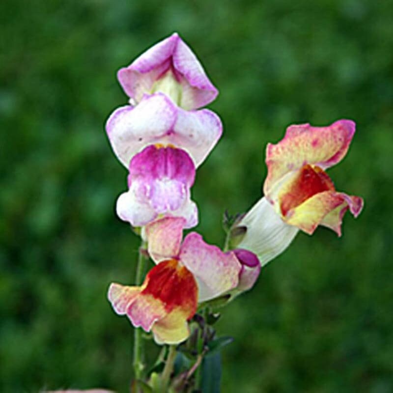 Snapdragon Brighton Rock seeds