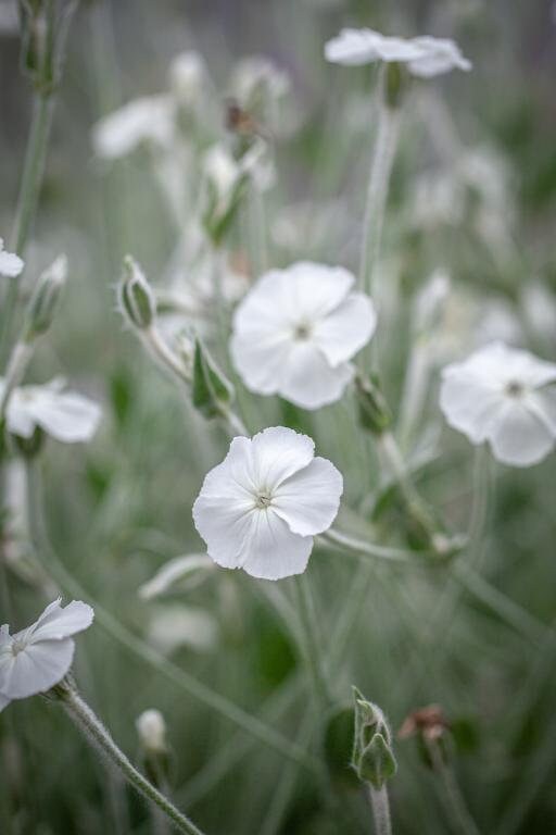 campion flower seeds 100 Rose Campion 'Alba' Lychnis coronaria seeds