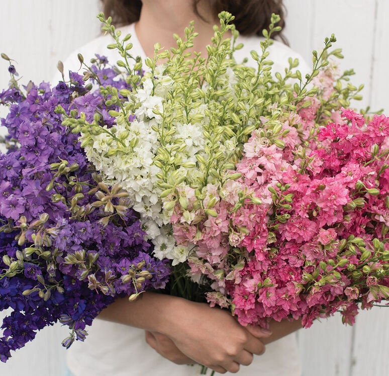 Larkspur Galilee Mix seeds