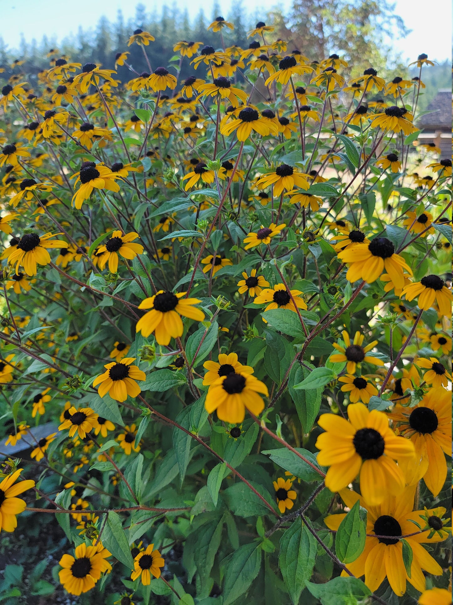 Rudbeckia Triloba seeds