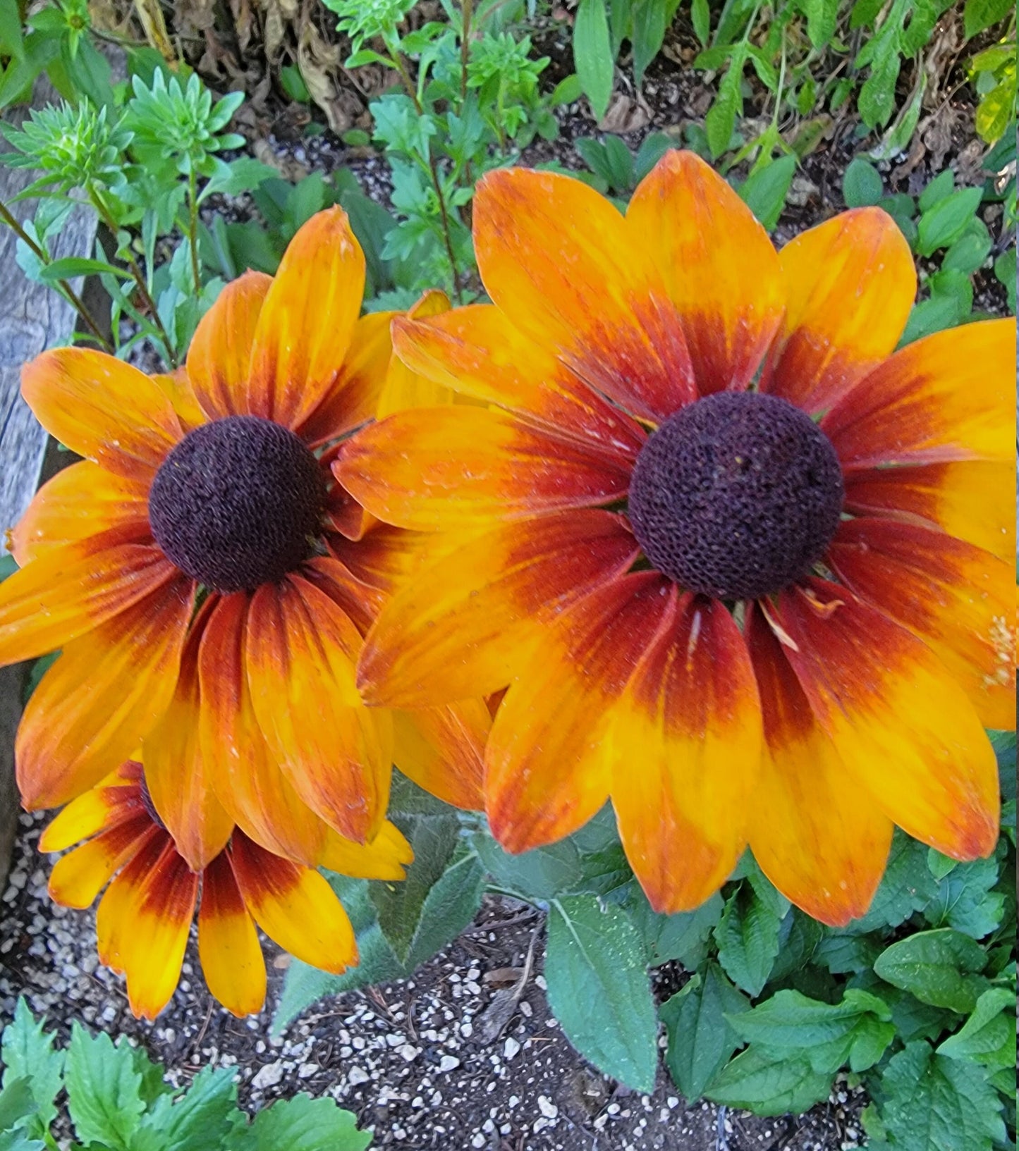 Rudbeckia Rustic mix seeds