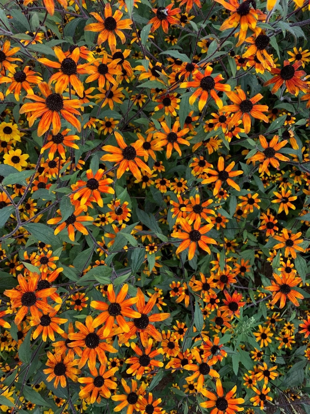 Rudbeckia Triloba Prairie Glow seeds