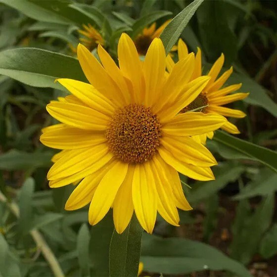 Maximillian Sunflower seeds *Perennial*