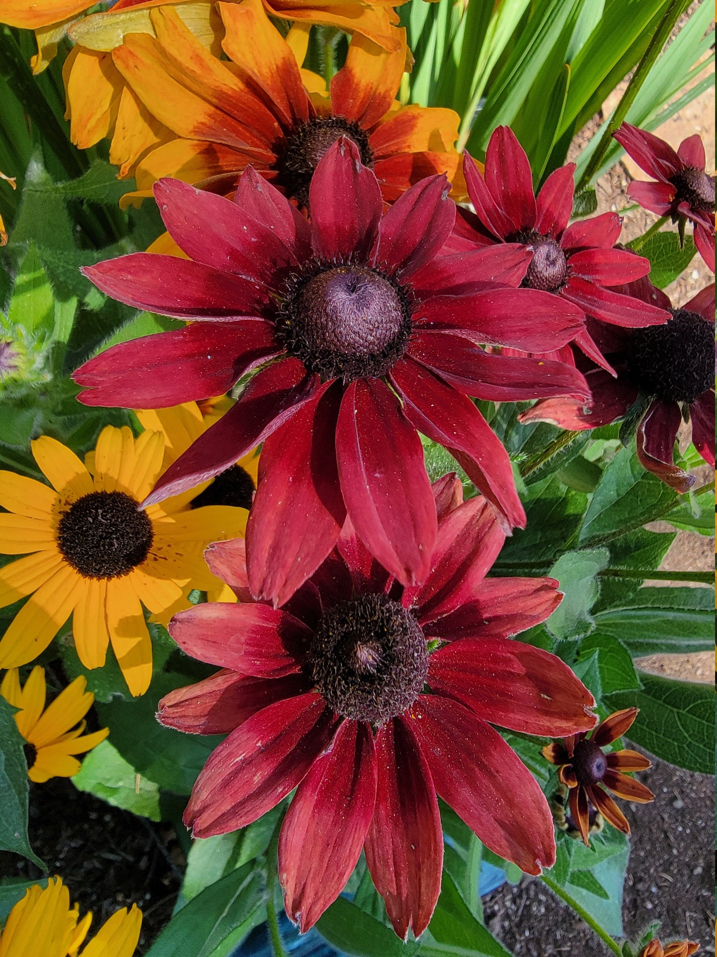 Rudbeckia Cherry Brandy seeds