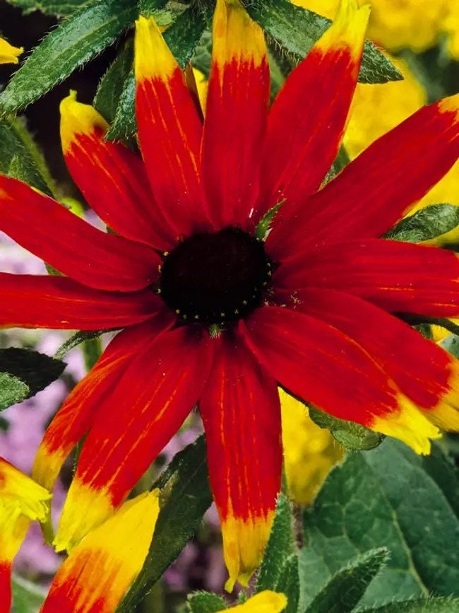 Rudbeckia Triloba Prairie Glow seeds