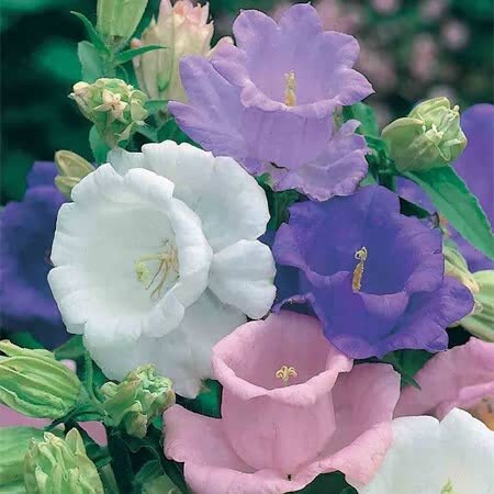 Campanula Calycanthum Cup & Saucer Mix seeds