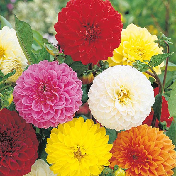 Giant Dahlia Showtime Mix seeds