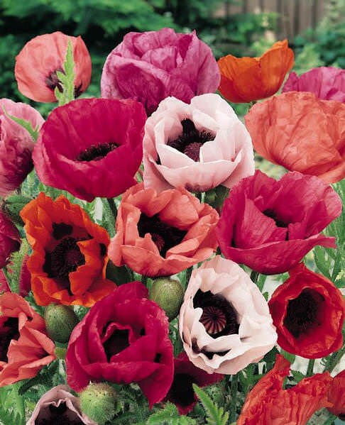 Giant Hybrids Orientale Poppy seeds