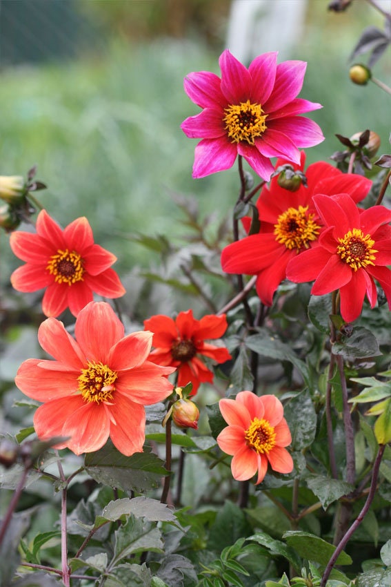 Dahlia Bishop's Child Mix seeds