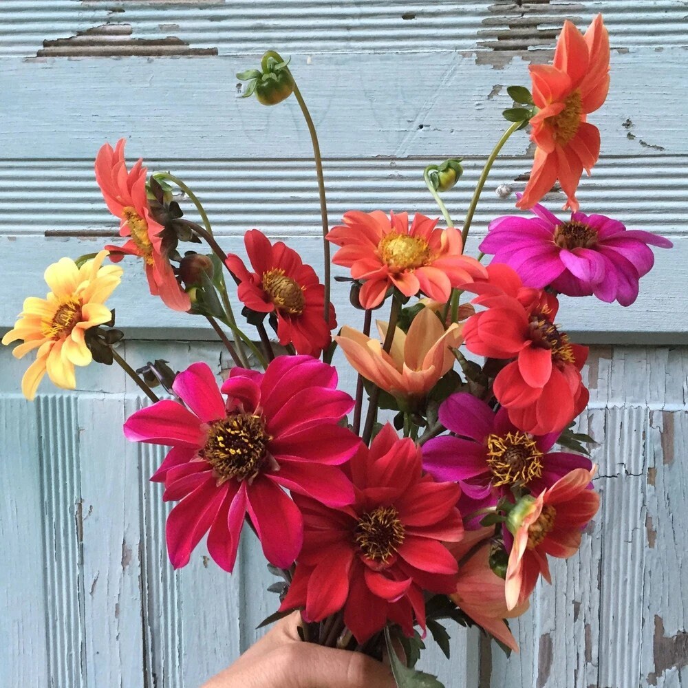 Dahlia Bishop's Child Mix