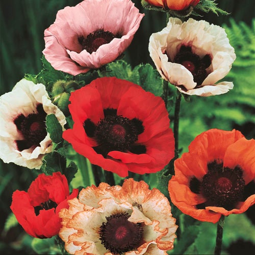 oriental poppy seeds for planting 50+ Giant Hybrids Orientale Poppy seeds – GardeningTreasures