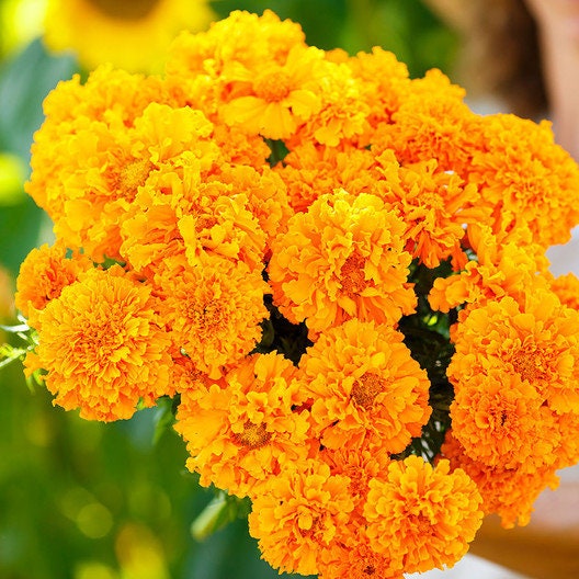 Giant Crackerjack Smiles Marigold seeds