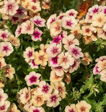 Phlox Cherry Caramel seeds