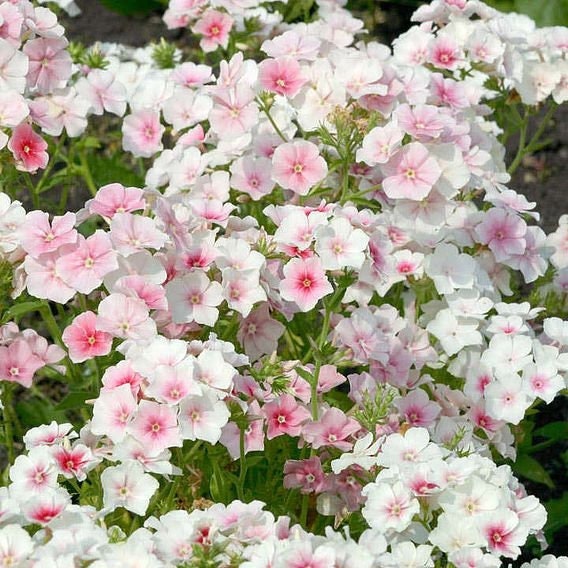 Phlox Blushing Bride seeds