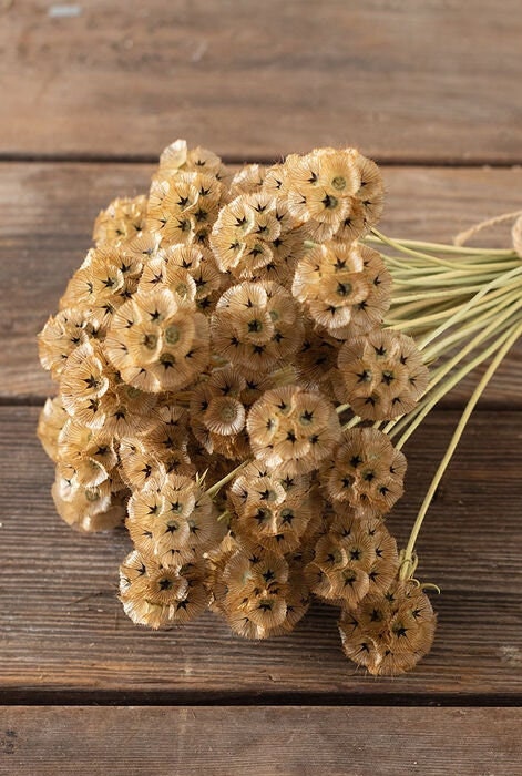 25 Scabiosa Stellata Starflower seeds