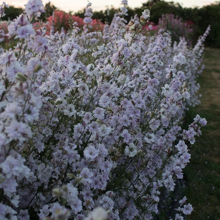 Larkspur Variety: Smokey Eyes, Carmine, Dark Blue (40 seeds for each variety x3)